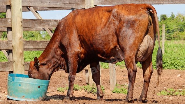 Lote em leilão em Jataí/GO - Lote 13