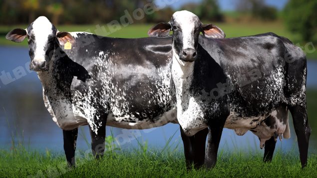 Lote em leilao em Água Comprida/MG - Lote 7