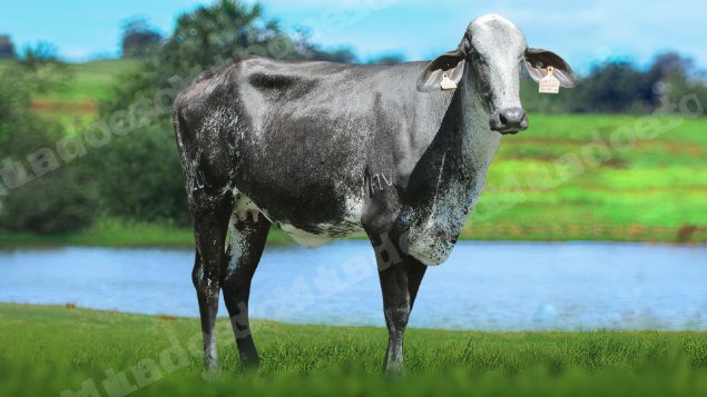 Veículo em leilão em Brasil