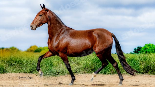 Lote em leilao em Brasil