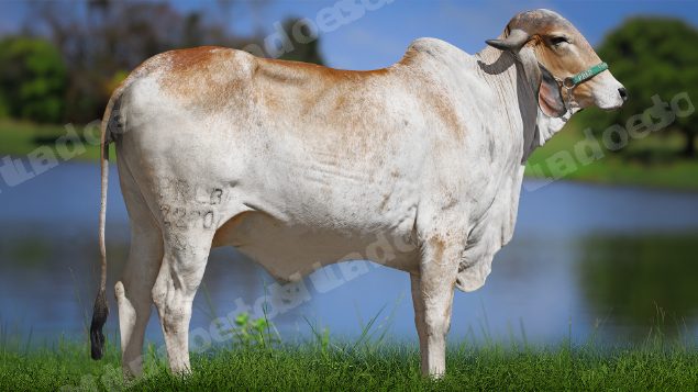 Lote em leilao em Carmo da Mata/MG