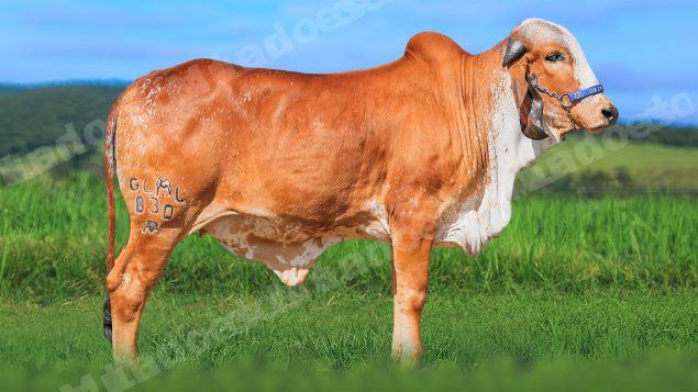 Lote em leilao em Brasil