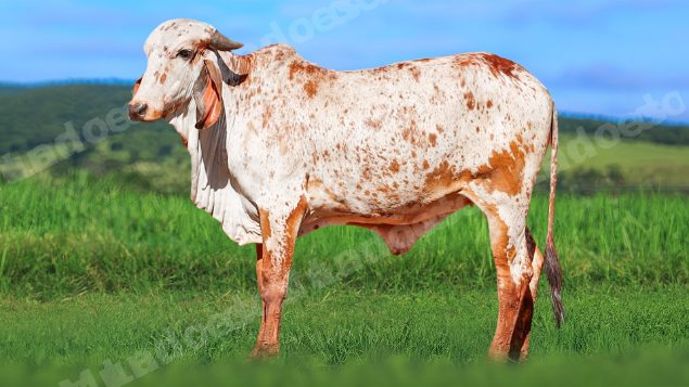 Lote em leilao em Álvares Florence/SP