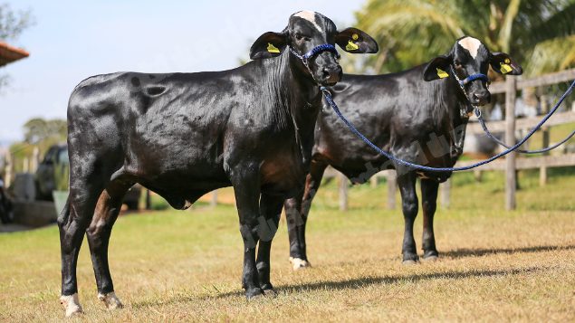 Lote em leilao em Brasil