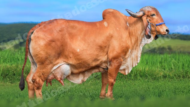 Lote em leilao em Brasil