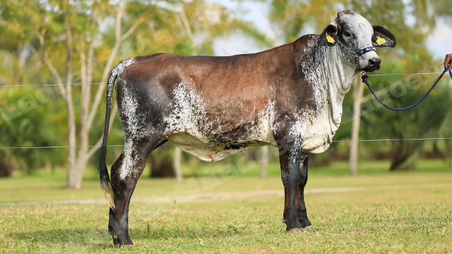 Lote em leilao em Brasil