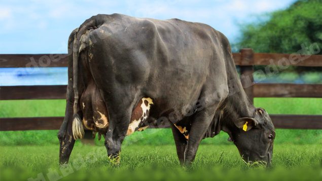 Lote em leilao em Itirapuã/SP - Lote 17