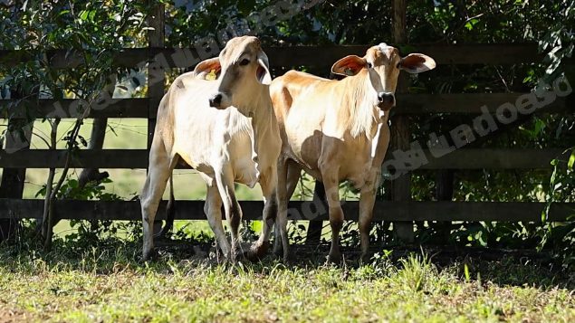 Terreno em leilao em Cachoeiras de Macacu/RJ