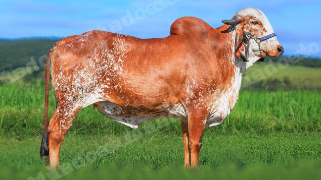 Lote em leilao em Brasil