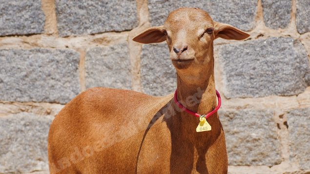 Lote em leilao em Taperoá/PB