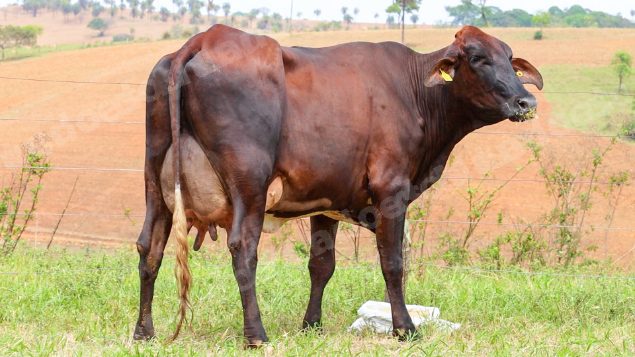 Lote em leilão em Dores do Indaiá/MG - Lote 5