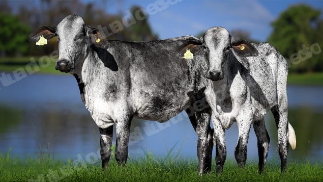 Lote em leilao em Carmo da Mata/MG