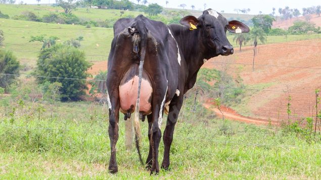 Lote em leilão em Dores do Indaiá/MG - Lote 6