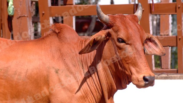 Lote em leilao em Brasil
