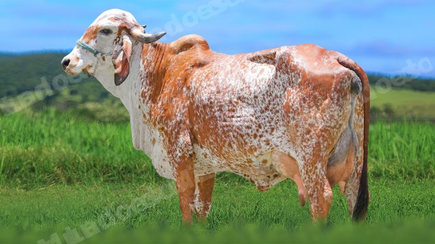 Veiculo em leilao em Brasil