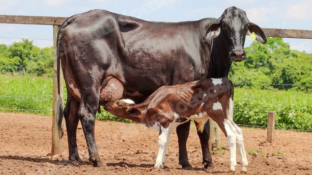 Lote em leilão em Jataí/GO - Lote 14