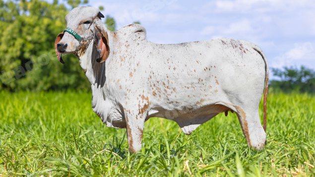 Lote em leilão em Brasil - Lote 280