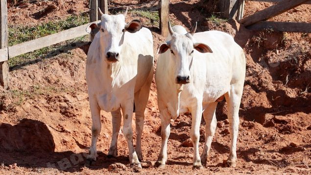 Lote em leilao em Pratápolis/MG