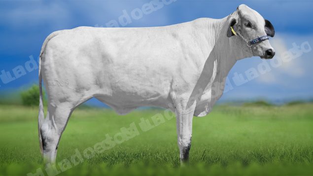 Lote em leilao em Igaratinga/MG - Lote 11