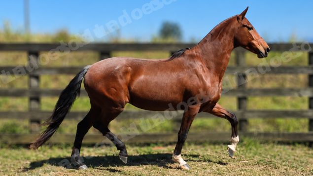 Lote em leilao em Brasil