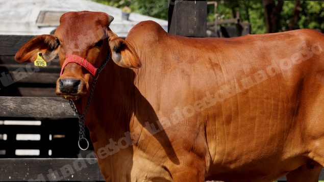 Lote em leilao em Brasil