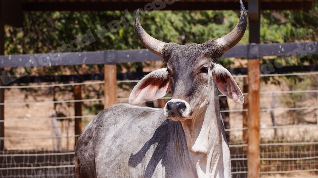 Lote em leilao em Santa Luzia/PB