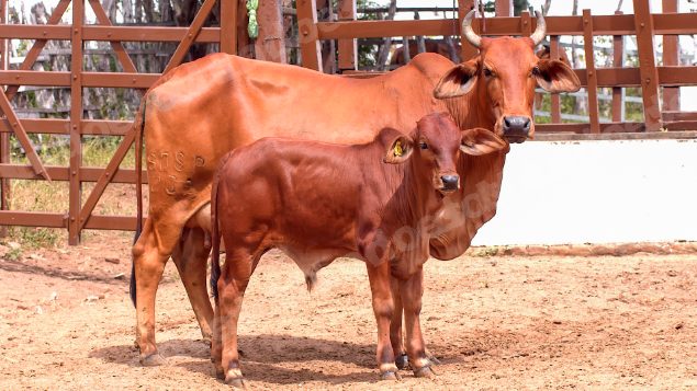 Lote em leilao em Brasil
