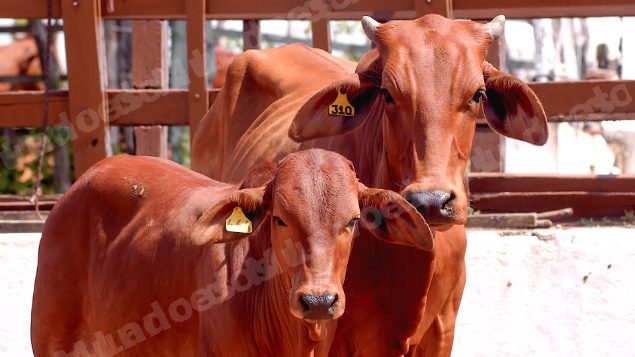 Lote em leilao em Brasil