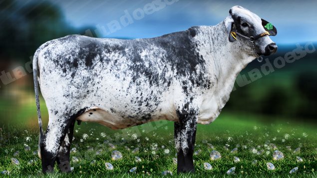 Lote em leilão em Brasil - Lote 39