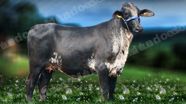 Lote em leilão em Brasil - Lote 43