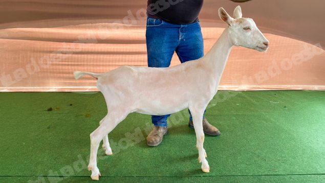 Lote em leilão em Brasil - Lote 185