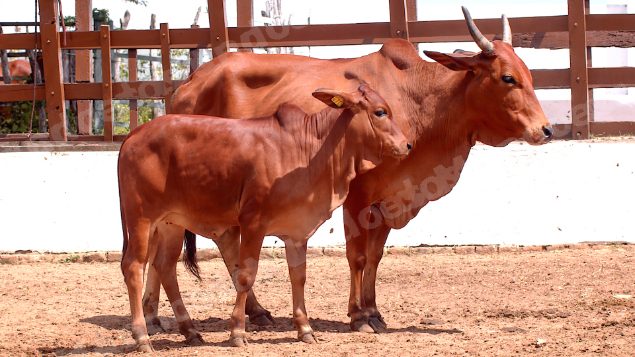 Lote em leilao em Brasil