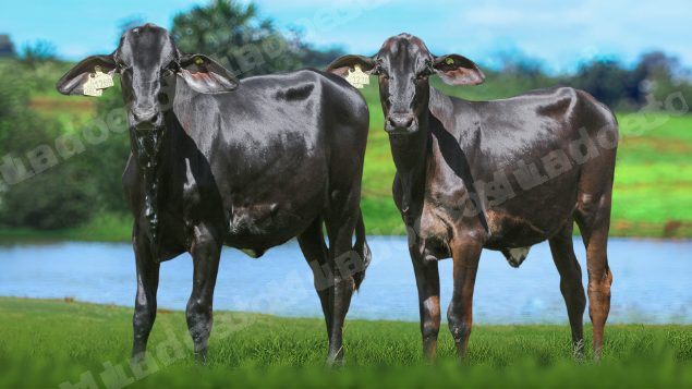 Veículo em leilão em Brasil