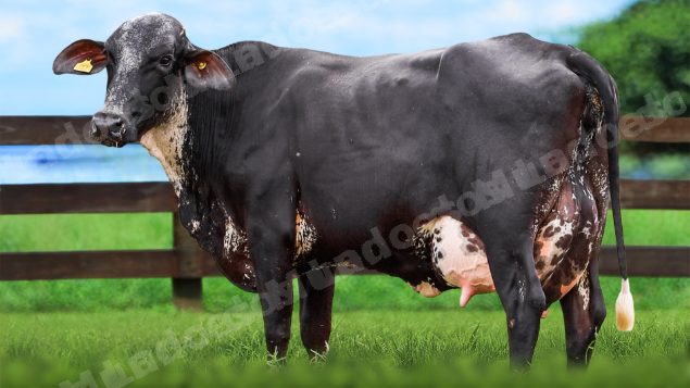 Lote em leilao em Itirapuã/SP - Lote 18