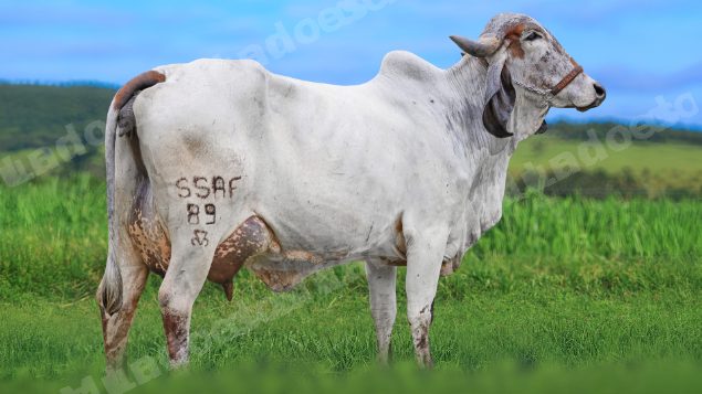 Lote em leilao em São Pedro do Suaçuí/MG - Lote 12