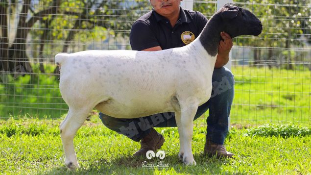 Lote em leilao em Brasil