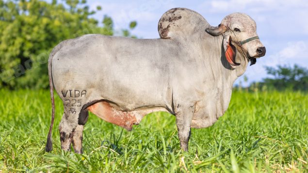 Lote em leilão em Brasil - Lote 284