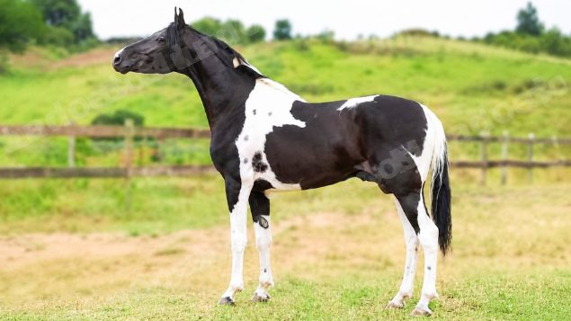 Lote em leilão em Brasil - Lote 285