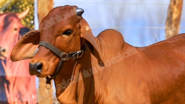 Lote em leilao em Brasil - Lote 501