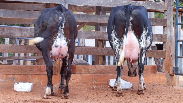Lote em leilao em Cristalina/GO