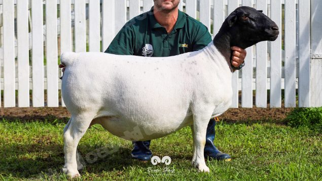 Lote em leilao em Brasil
