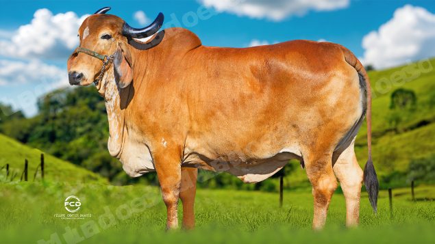 Lote em leilao em Passos/MG