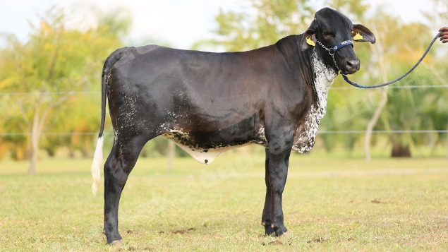 Lote em leilao em Brasil