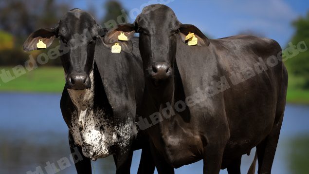 Terreno em leilao em Uberaba/MG