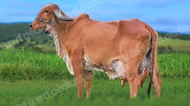 Lote em leilao em Brasil