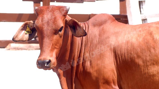 Lote em leilao em Brasil