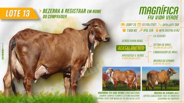 Lote em leilão em Jales/SP - Lote 9