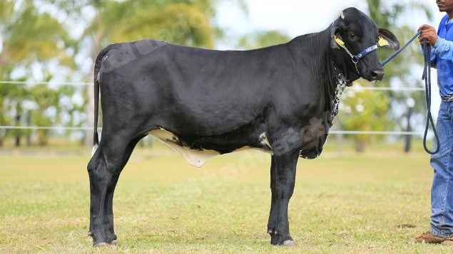 Lote em leilao em Brasil