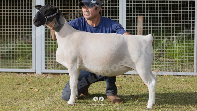 Lote em leilao em Brasil