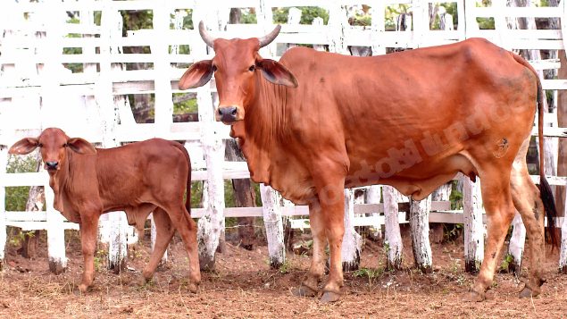 Lote em leilao em Brasil